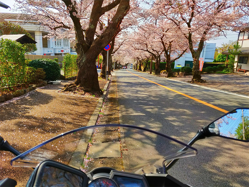 Motorradfahren während der Kirschblütenzeit
